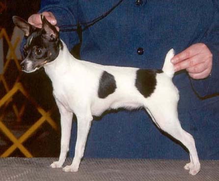 Foxhill toy sales fox terriers